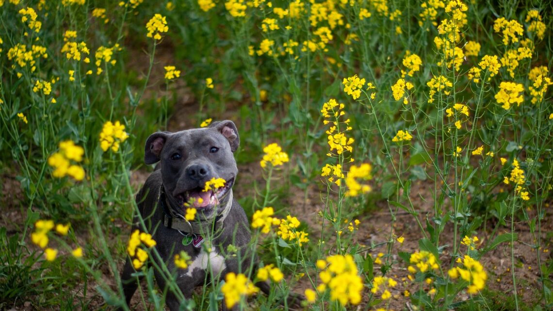 Der Vierbeiner zieht ins Zuhause ein: Jetzt den effektiv Garten Hunde-gerecht gestalten können Der Vierbeiner zieht ins Zuhause ein: Jetzt den effektiv Garten Hunde-gerecht gestalten können