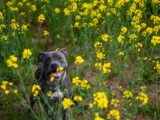 Der Vierbeiner zieht ins Zuhause ein: Jetzt den effektiv Garten Hunde-gerecht gestalten können