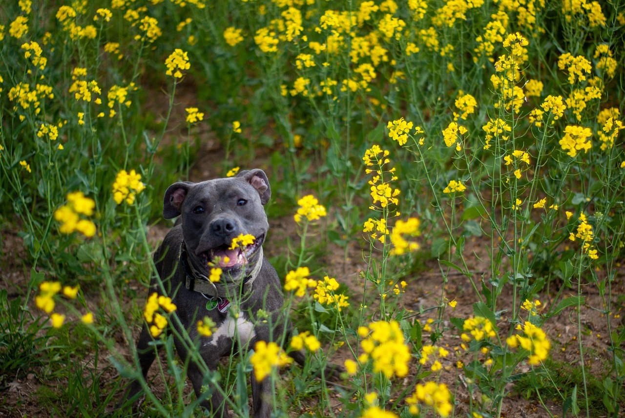 Der Vierbeiner zieht ins Zuhause ein: Jetzt den effektiv Garten Hunde-gerecht gestalten können